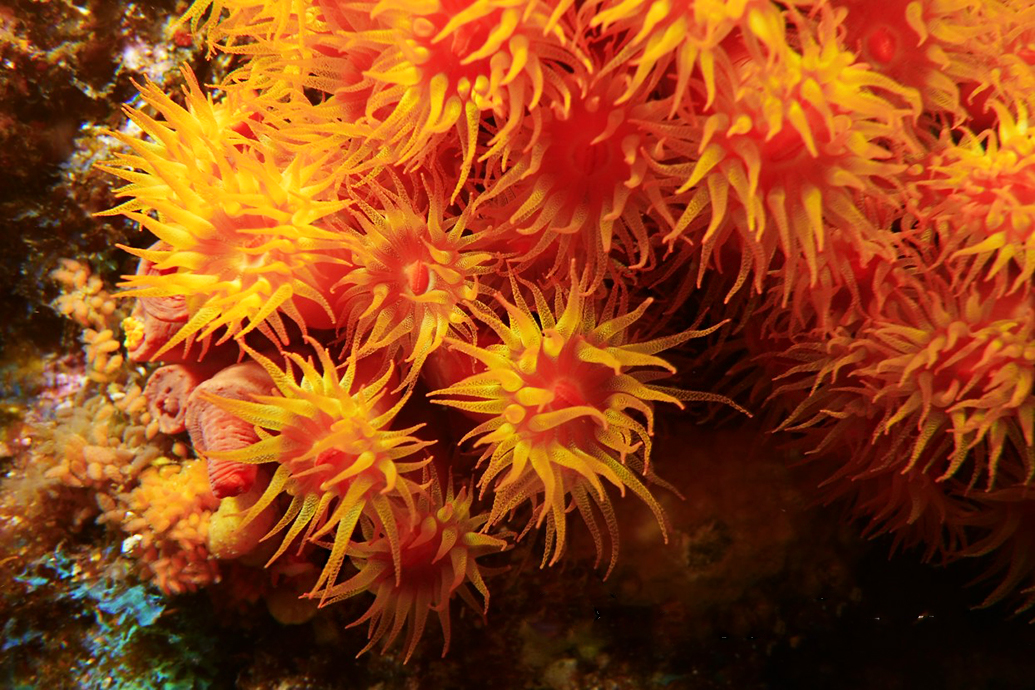 Anemones in the Sea of Cortés