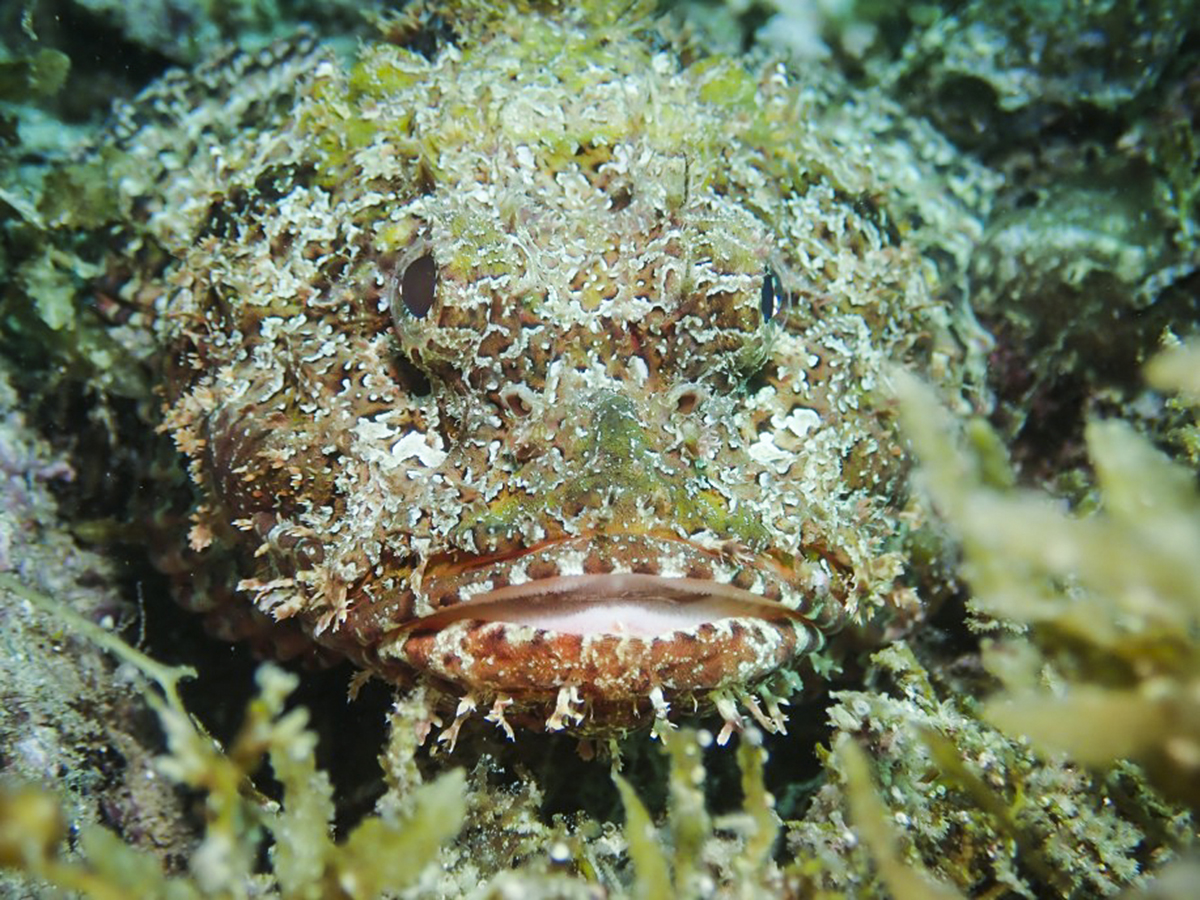 Grouper in the Sea of Cortez
