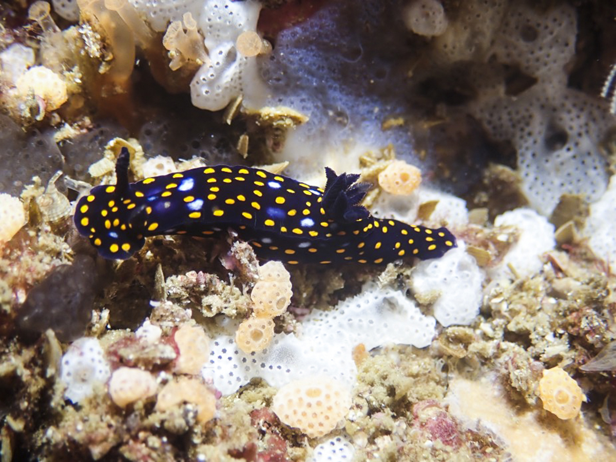 Nudibranch in the Sea of Cortez