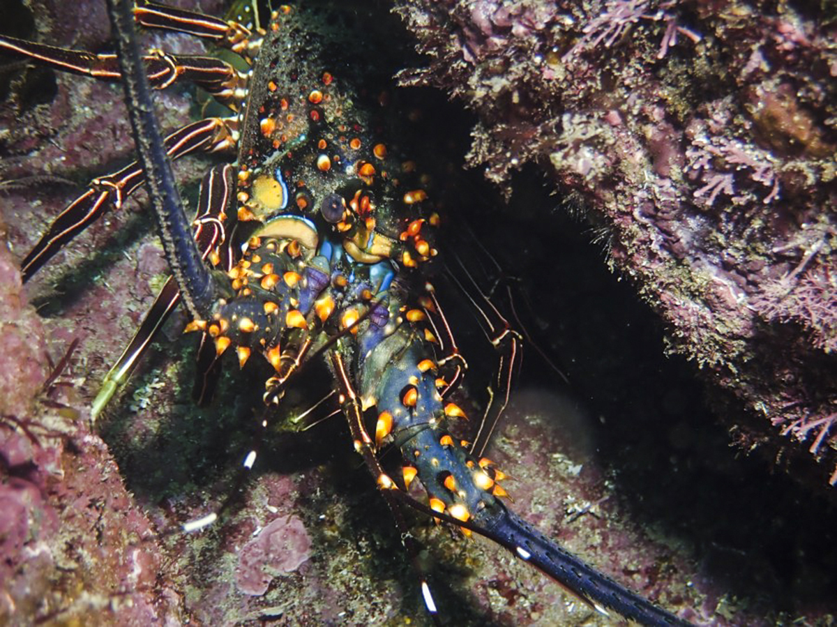 Colorful Lobster in the Sea of Cortez