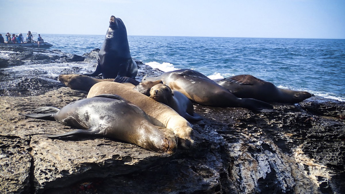 Playful Sea Lions in the Sea of Cortez
