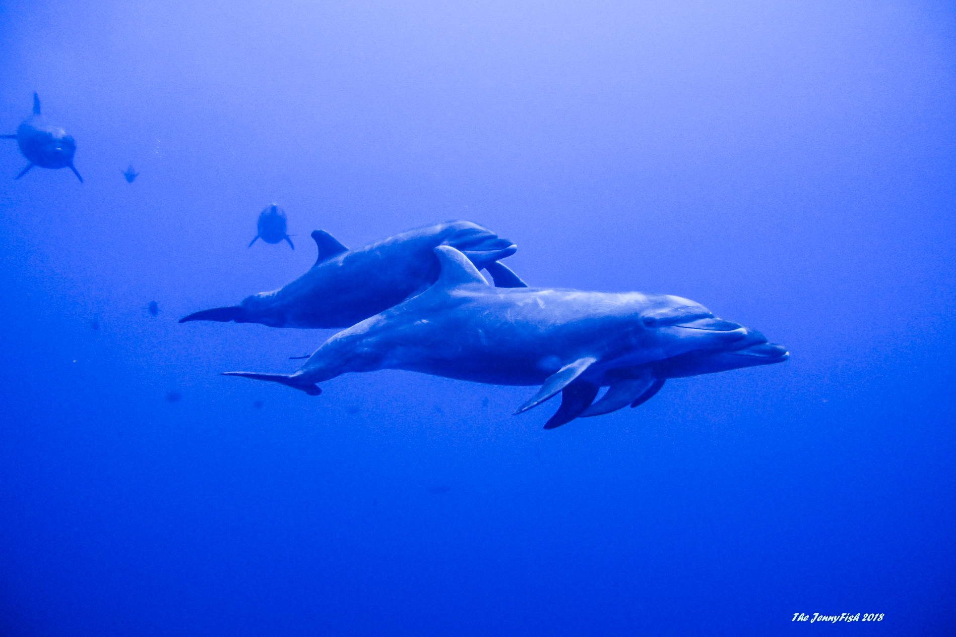 Dolphins at the Boiler