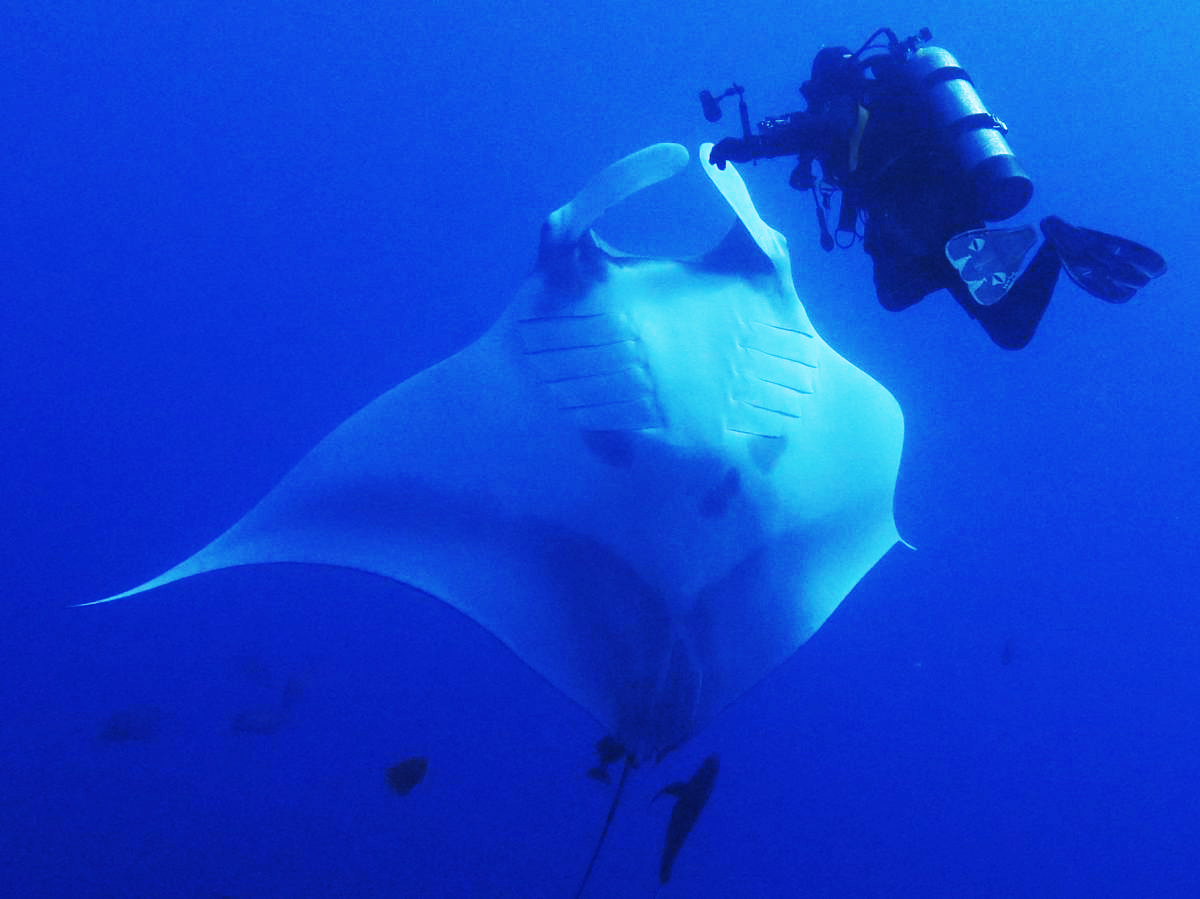 Greeted by Manta Rays