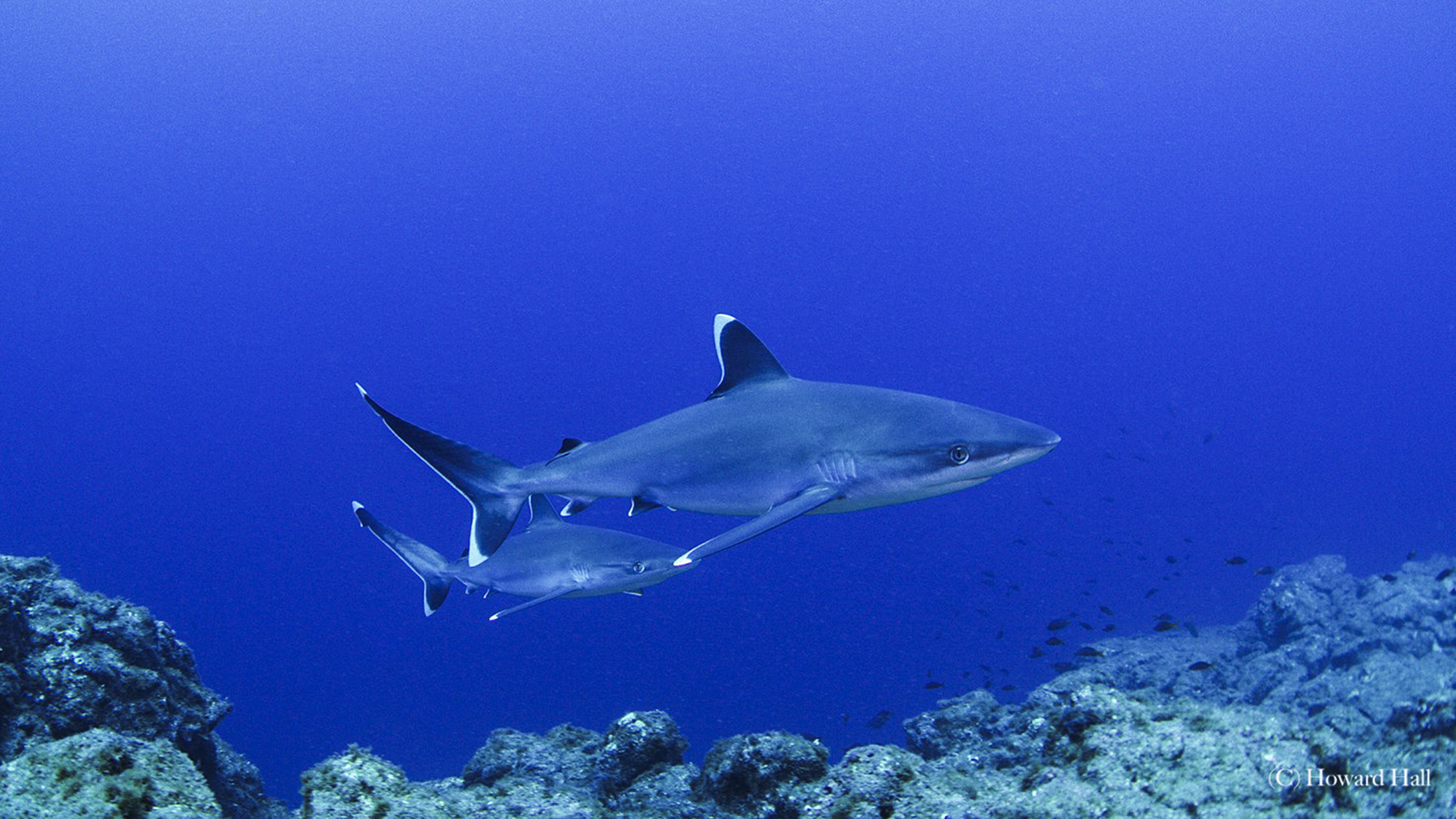 White Tip Sharks in Socorro, Photo by Howard Hall