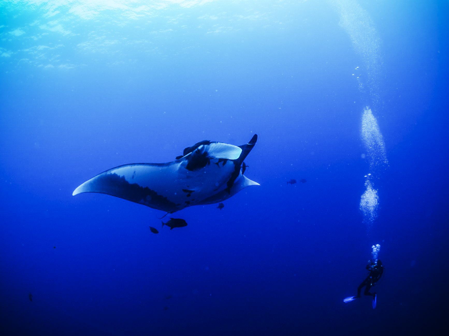 Epic Diving at Socorro Island with Bottlenose Dolphins and More!