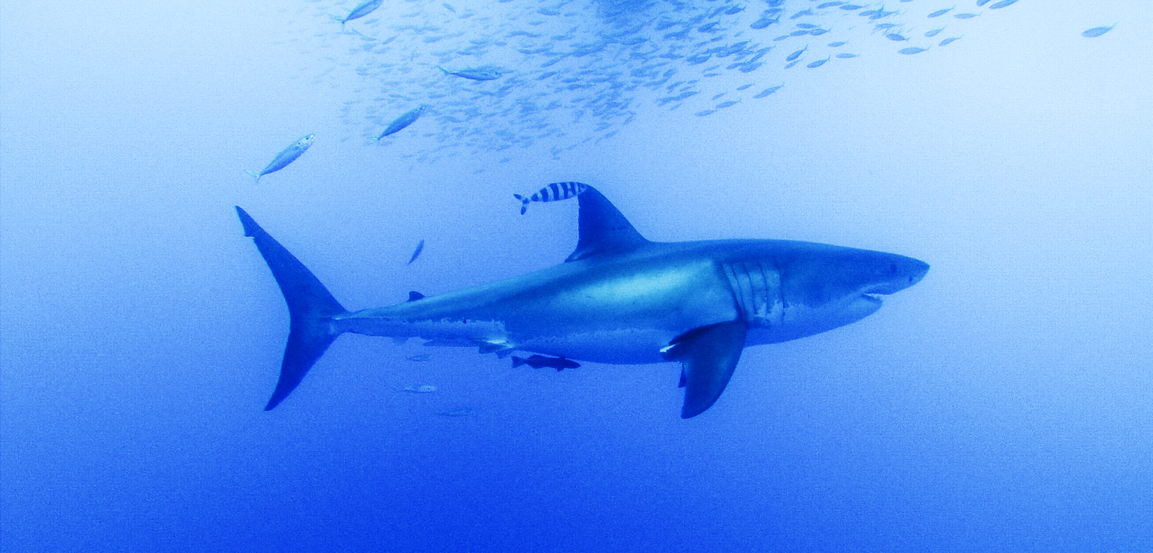 Amazing great white sharks at Guadalupe Island