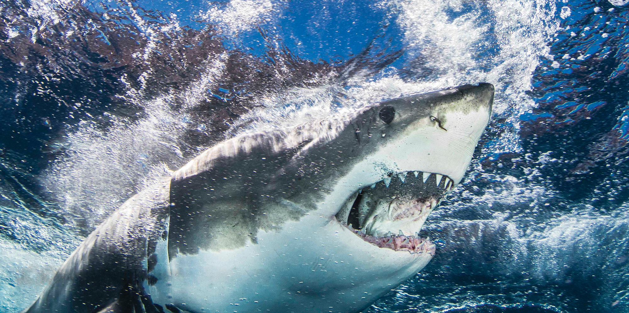 What are some great white shark misconceptions?