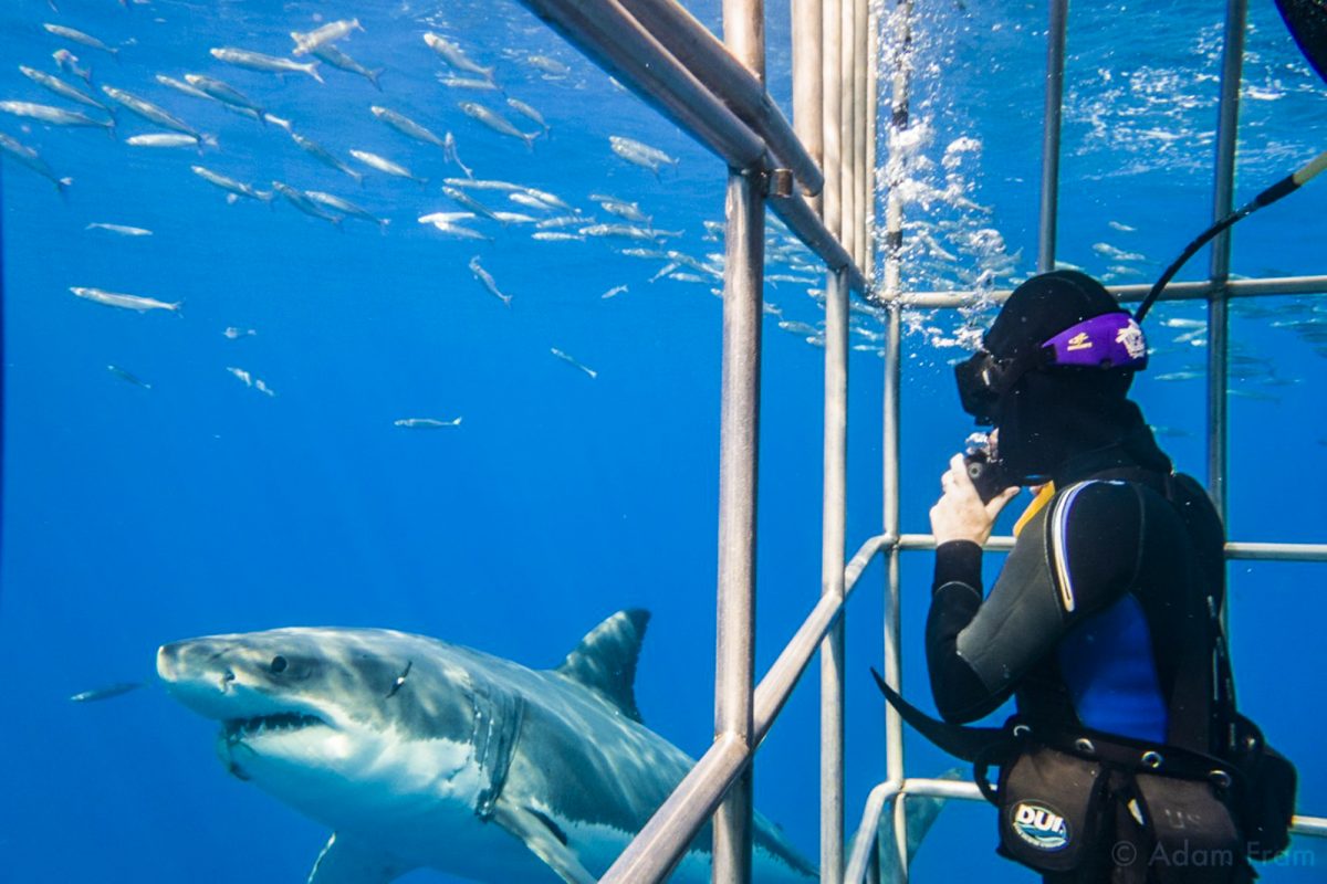 Diver and shark at Guadalupe, Photo by Adam Fram