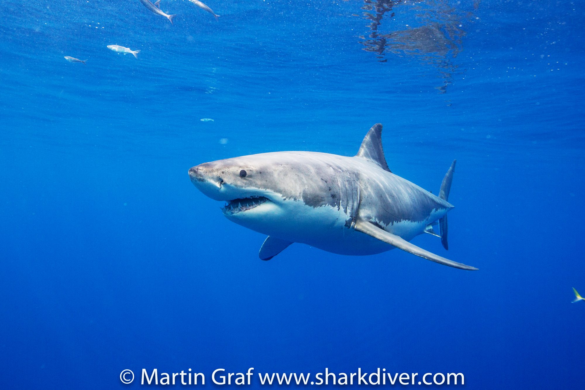 Great White, photo by Martin Graf of Shark Diver