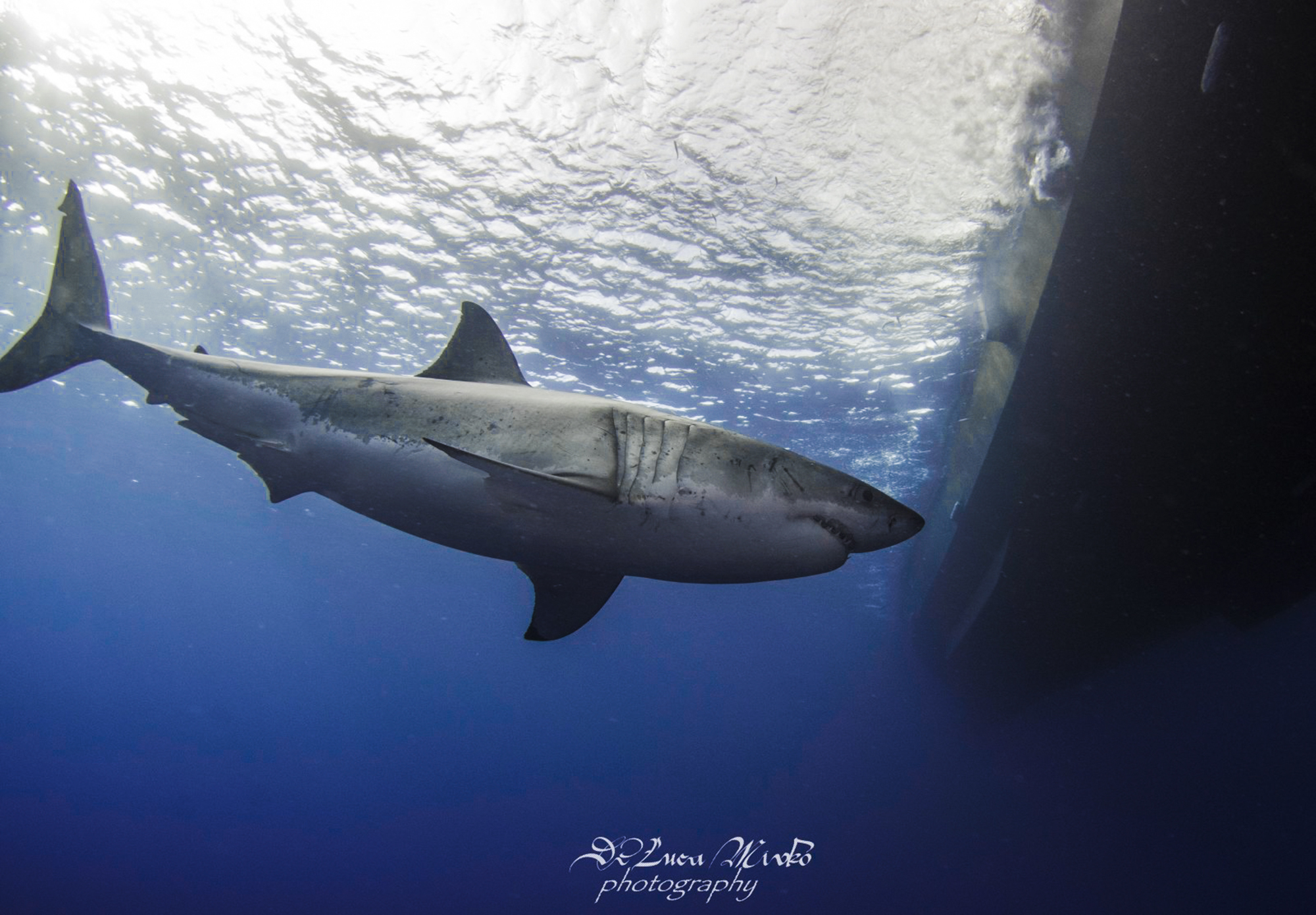 A great white swims under the boat, Photo by Divemaster Mirko