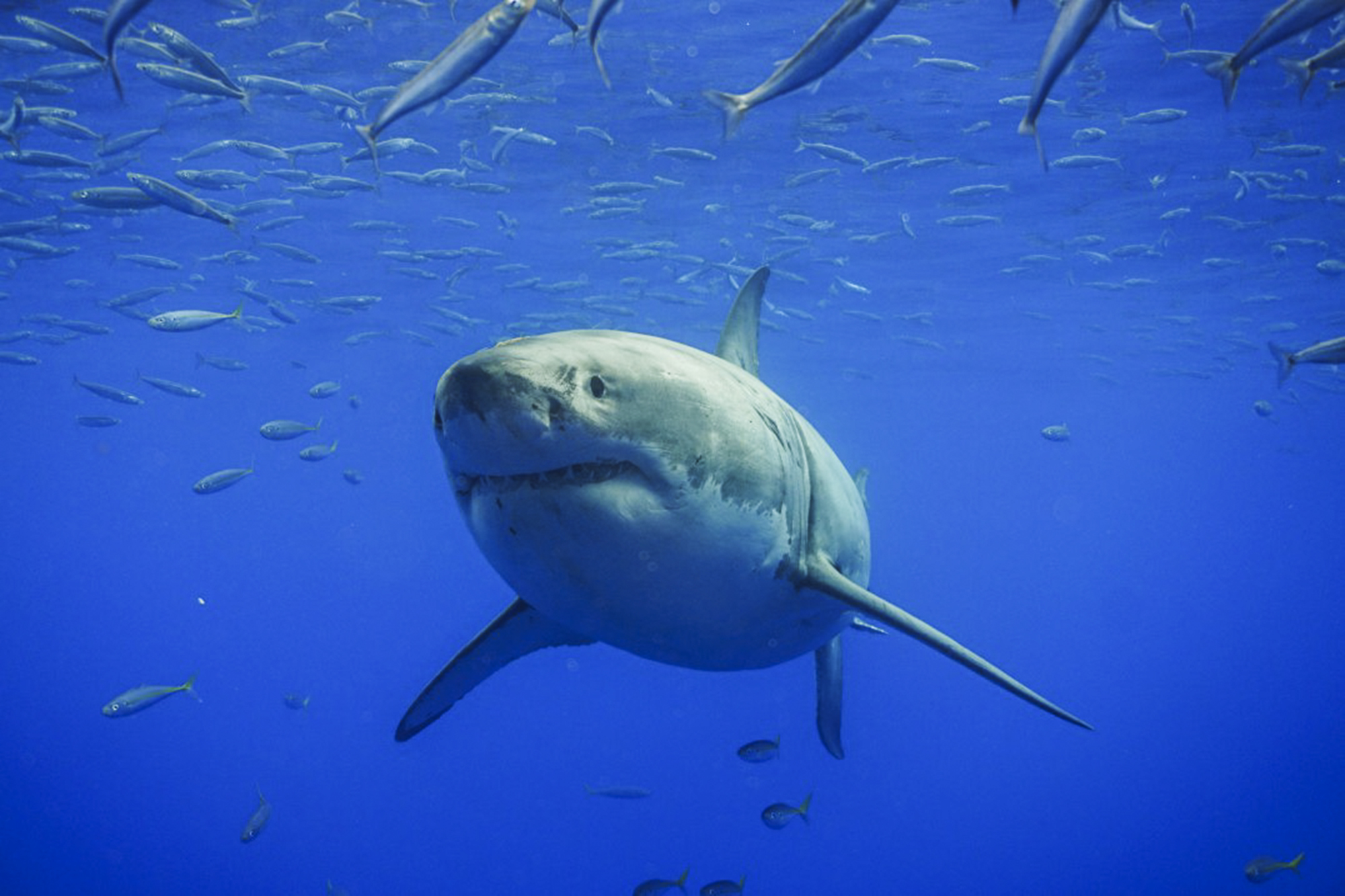 Face to face with a great white