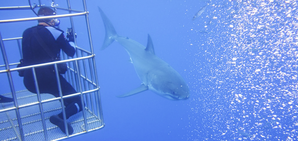 Diver in a cage and a great white
