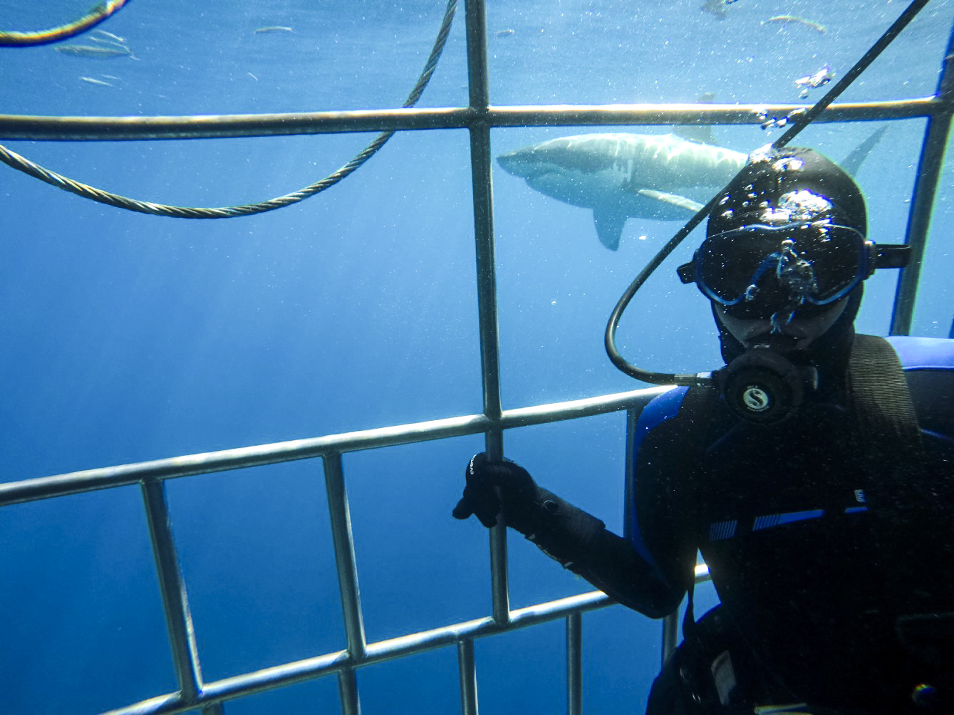 Shark Selfies at Guadalupe Island