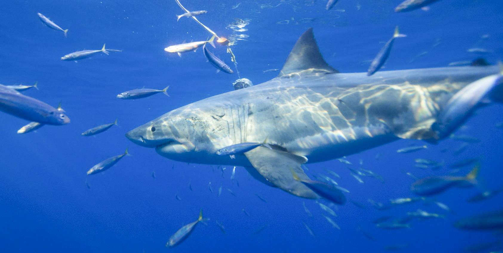 Interesting Shark Behaviour at Guadalupe