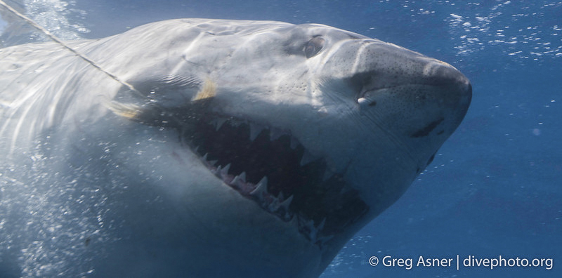Great White Grin, photo by Greg Asner