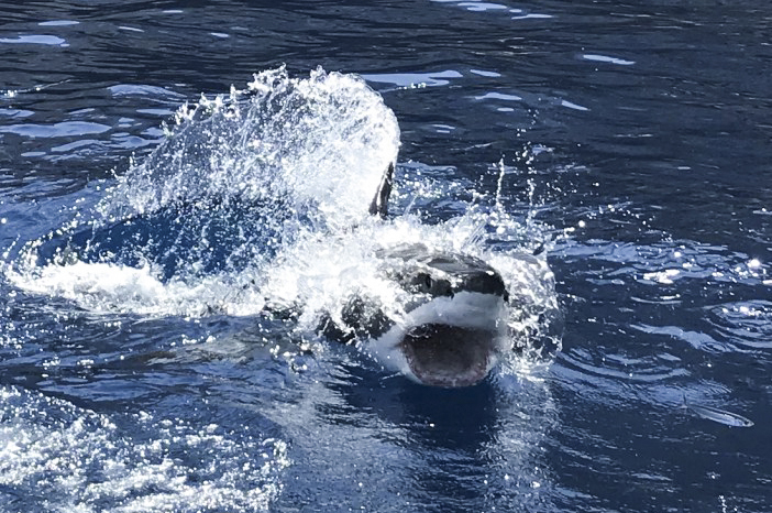 Shark breach at Guadalupe Island