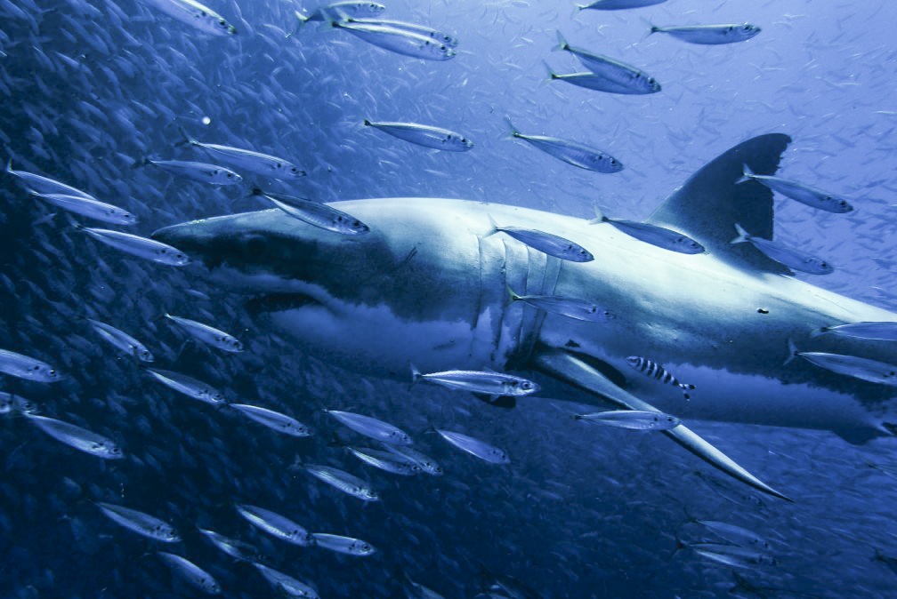 Great white surrounded by fish at Guadalupe Island