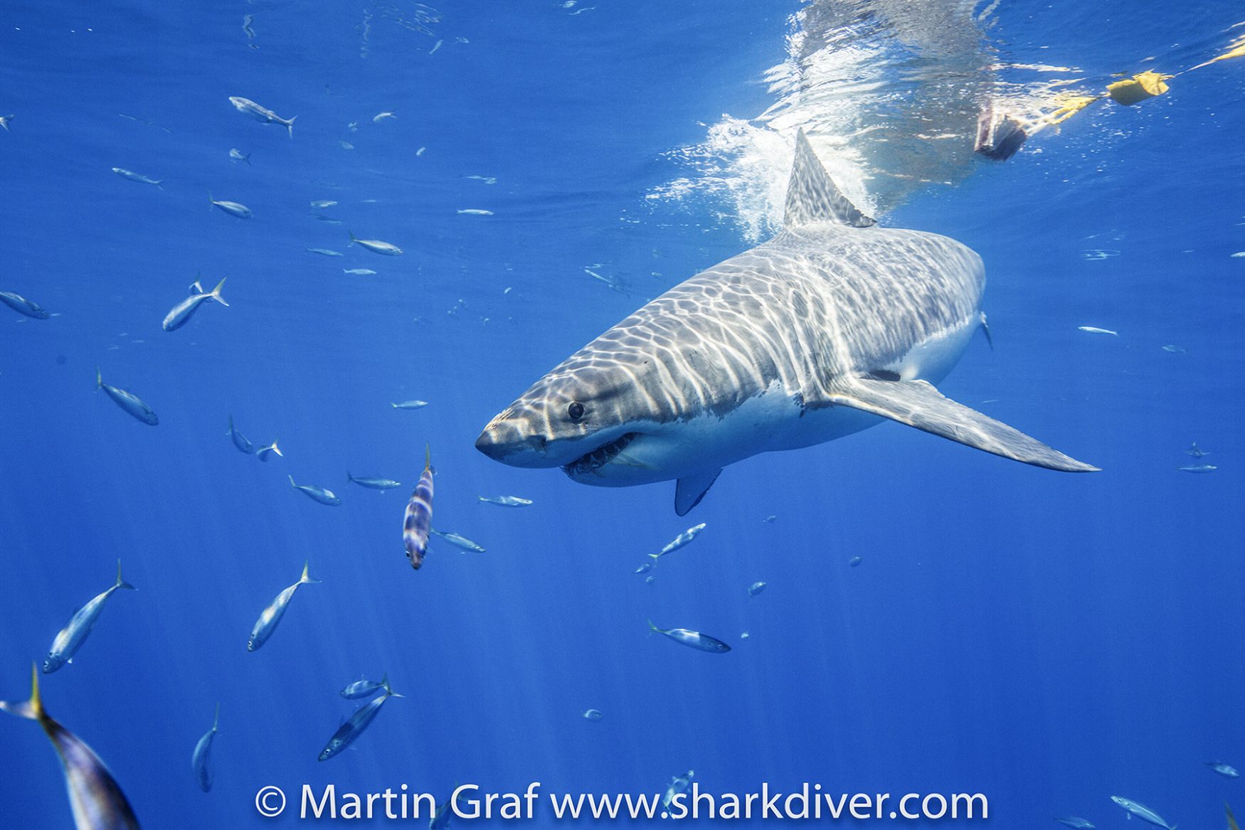 A great white misses the tuna at Guadalupe, Photo by Martin Graf