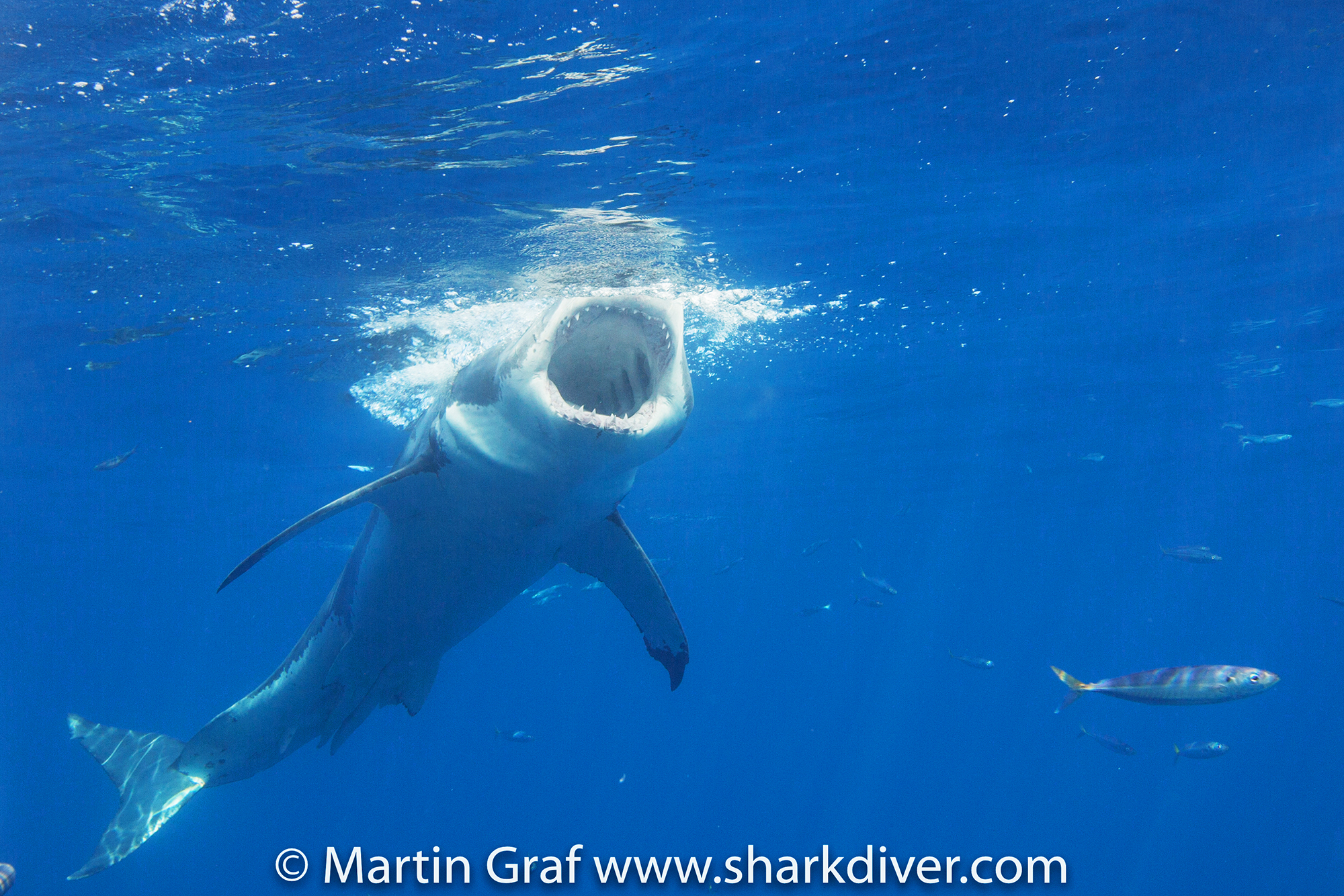 White Shark goes for the bait, Photo by Martin Graf