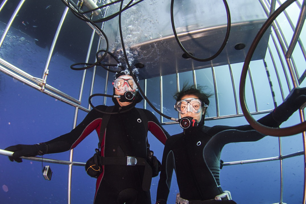 Guests in the Nautilus Shark Diving Cages