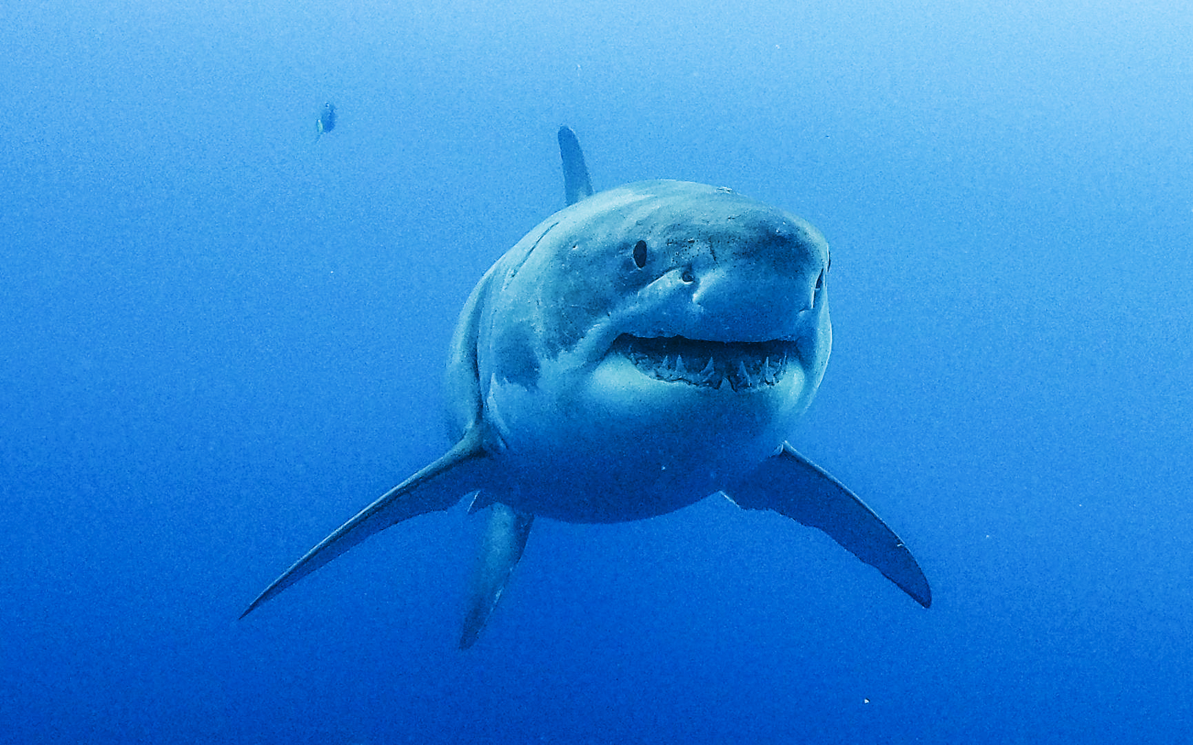 A great white shark swims towards the camera in Guadalupe Island