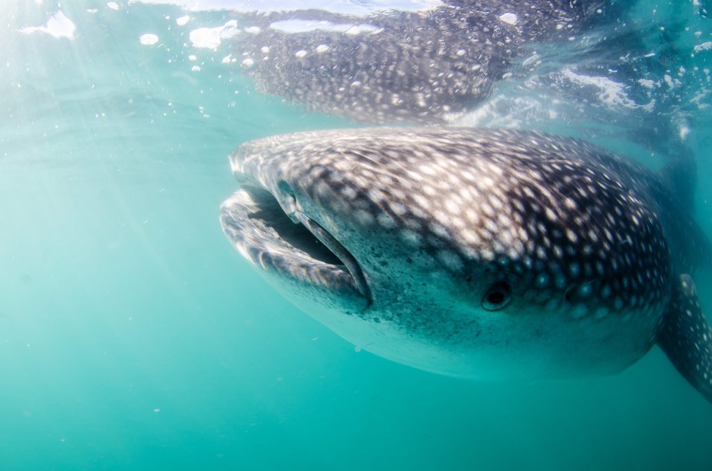 Whale shark in the Sea of Cortez