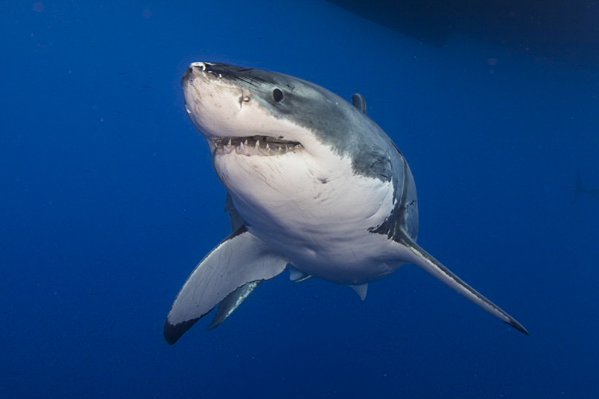 A great white poses for a portrait