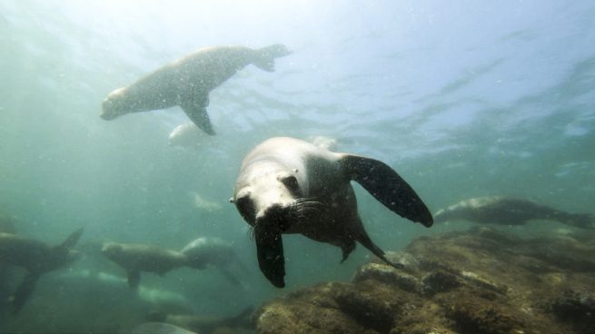 Bahía de los Ángeles is an Unforgettable Experience - Nautilus Adventures