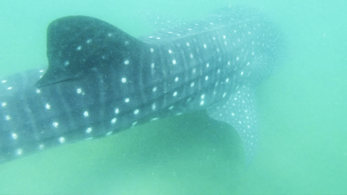 A whale shark in Bahia de los Angeles