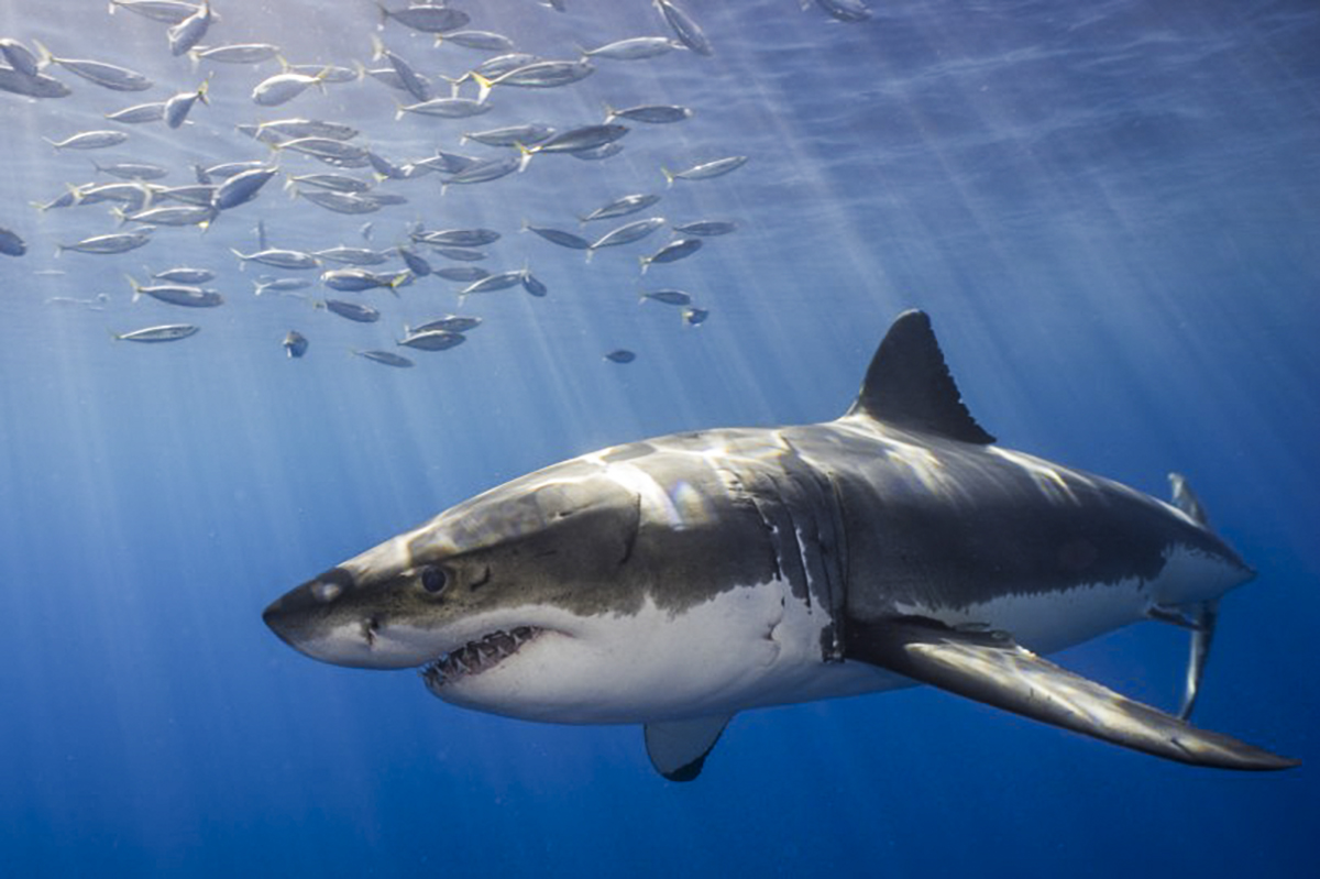 A great white shark swims through the sunlight