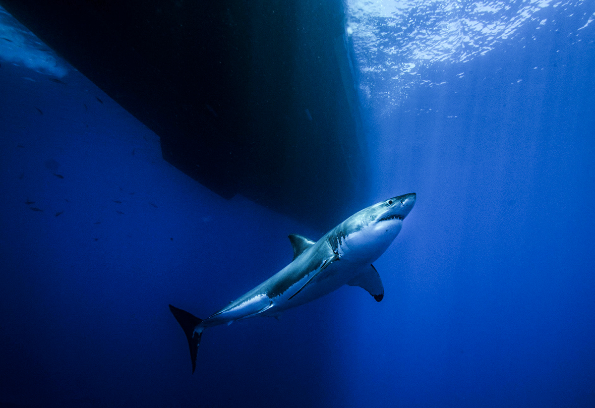 A great white under the hull, Photo by Saunders Drukker