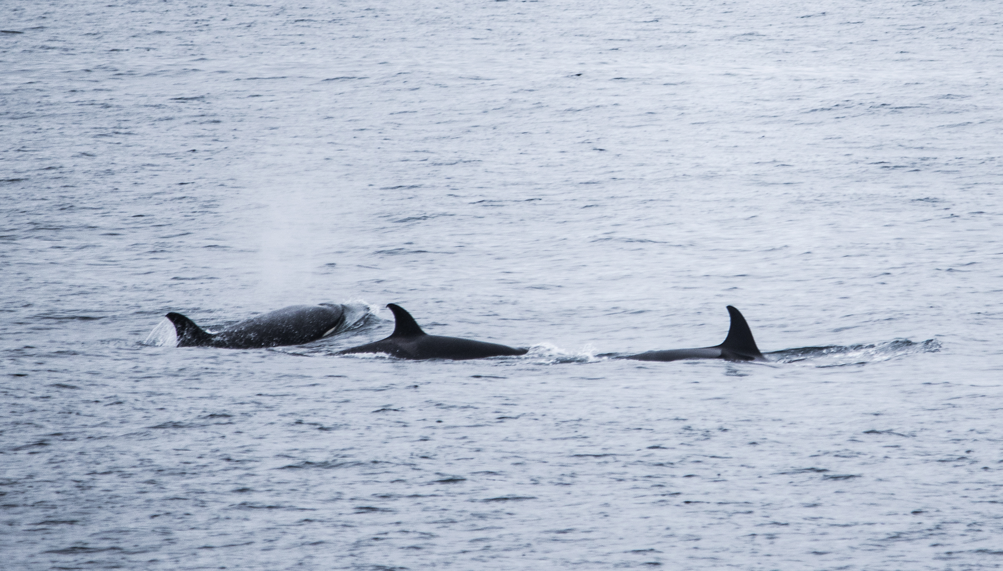 A pod of orcas near Ensenada