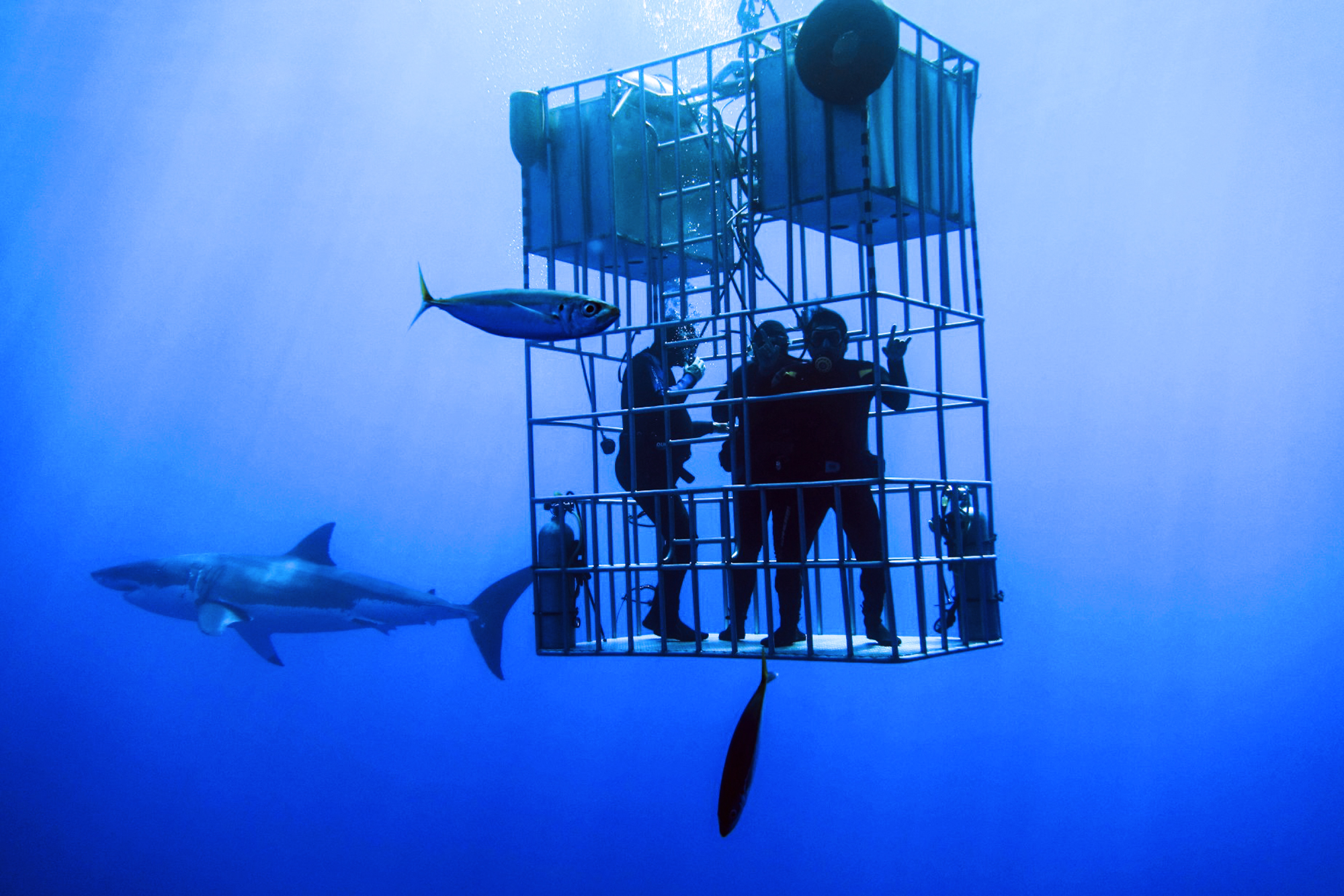 Divers check out a great white from a submersible cage.