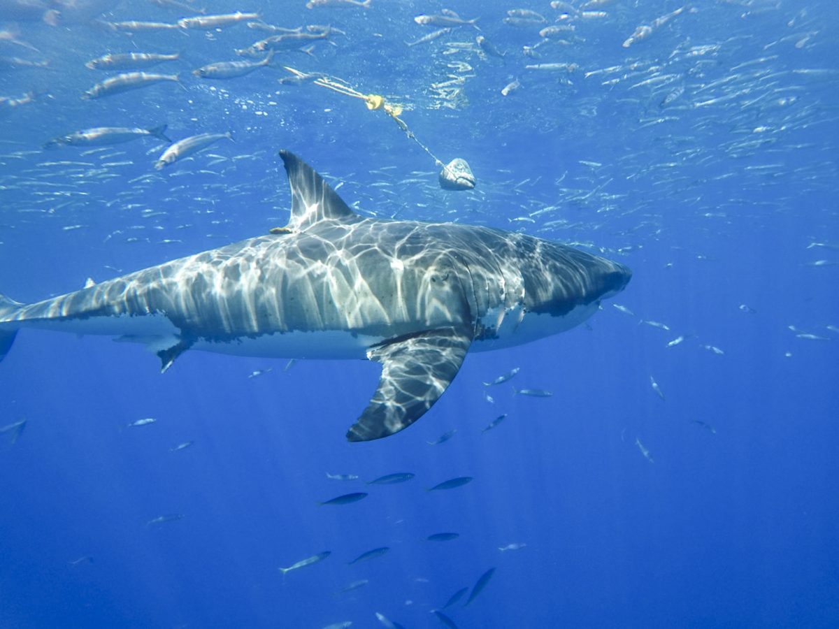 A great white delights novice divers at Guadalupe