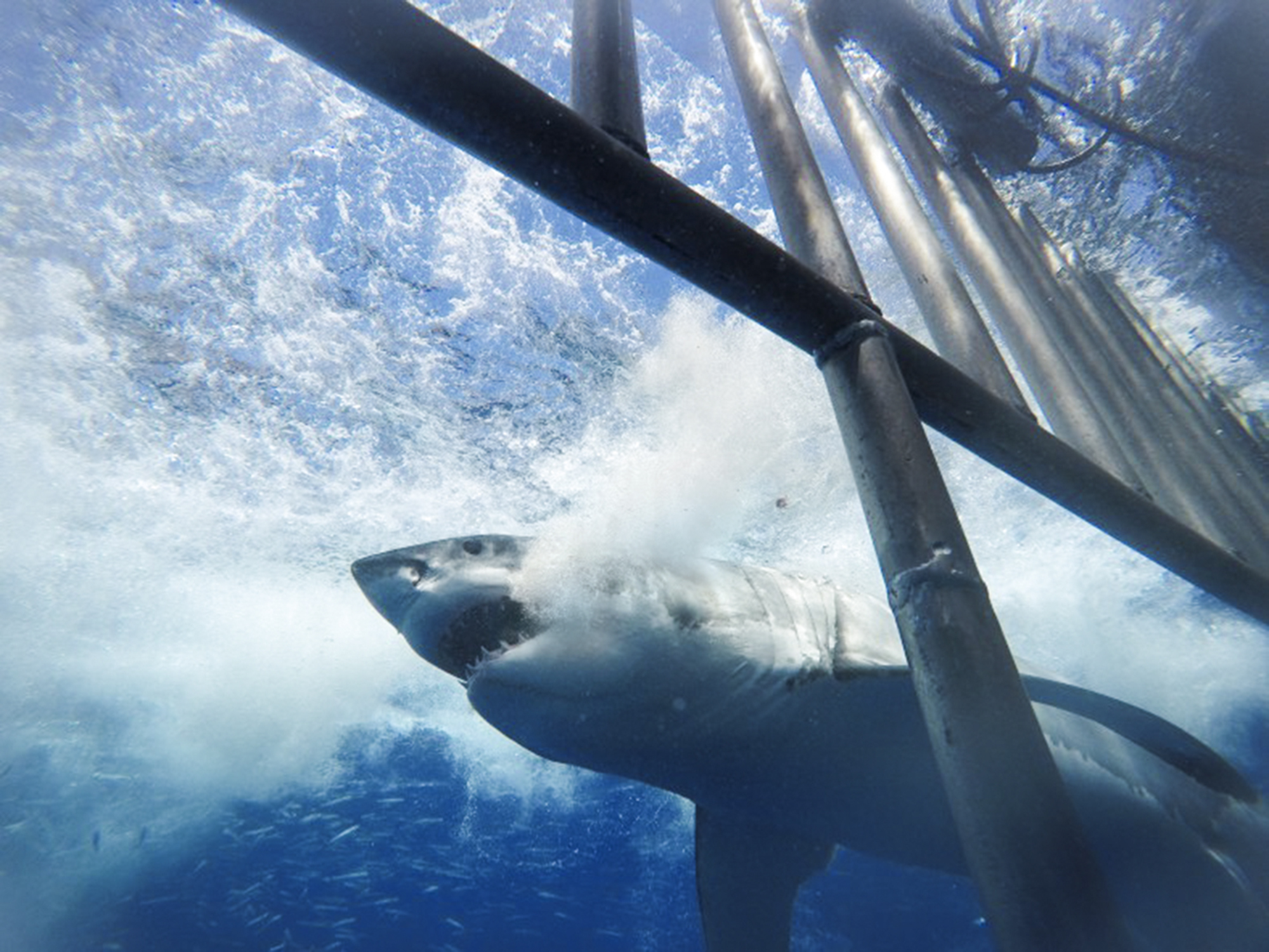 A great white in Guadalupe passes close to the surface cage