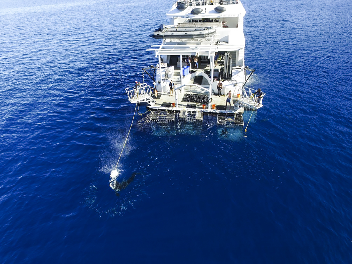 The Nautilus Belle Amie at Guadalupe