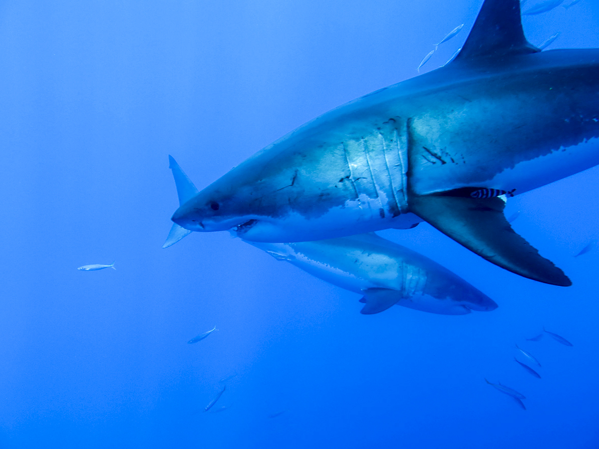 Two great whites together in Guadalupe