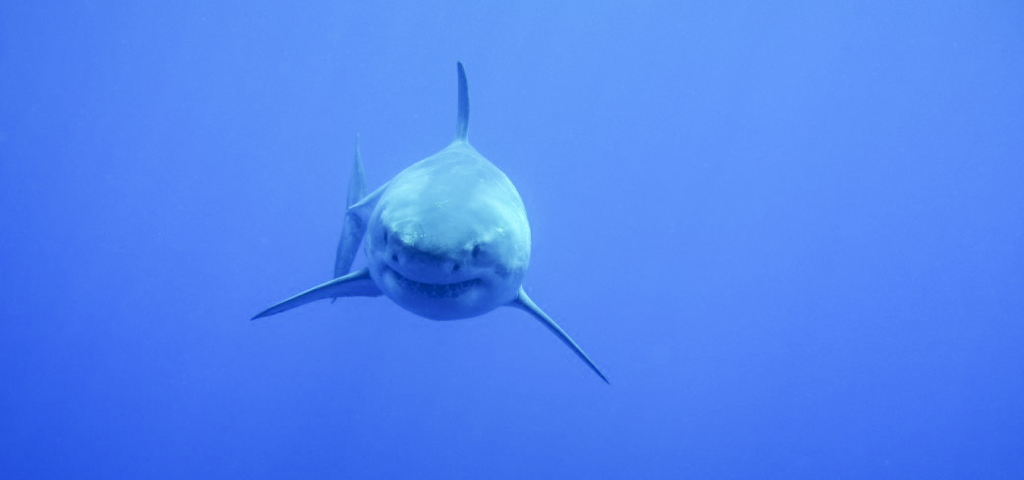 A great white swims toward the camera, photo by Leah Bamford