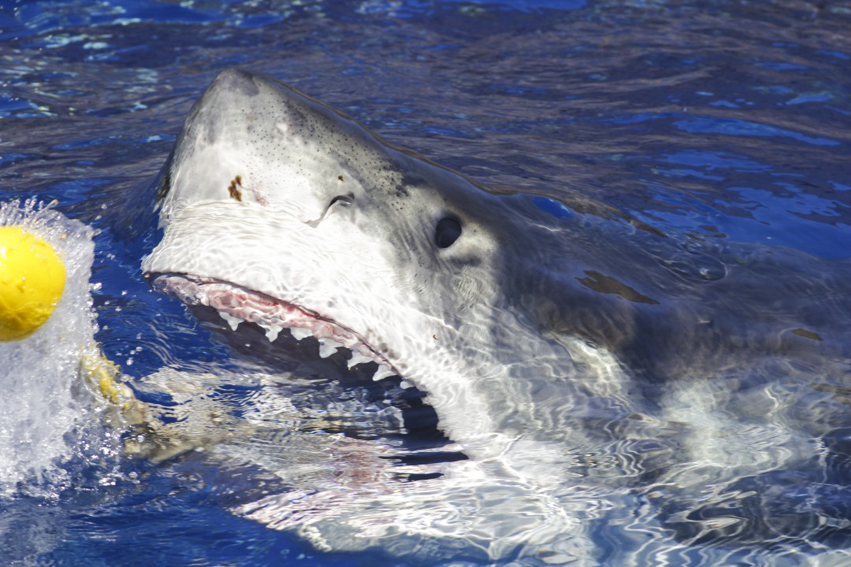 A great white shark goes for the tuna at Guadalupe