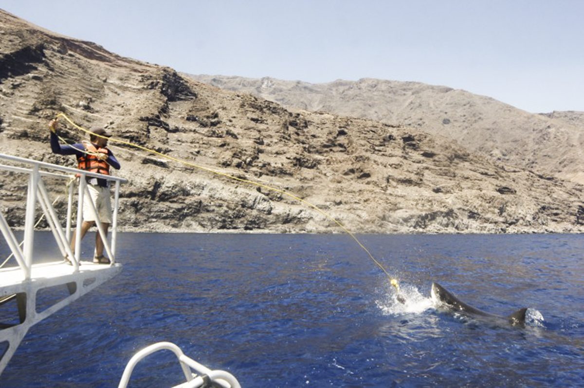 Shark Wrangling at Guadalupe