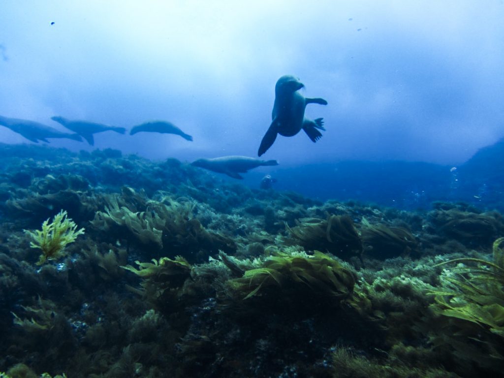 Sea lions at San Benitos, Photo by Fabienne Stalder