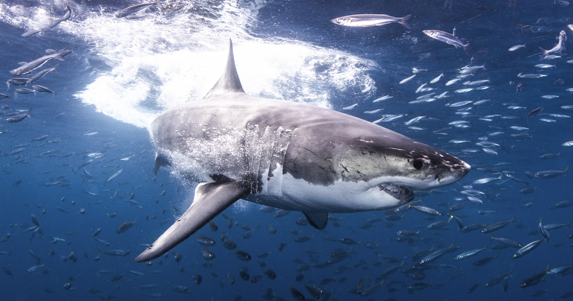 Stunning great white at Guadalupe