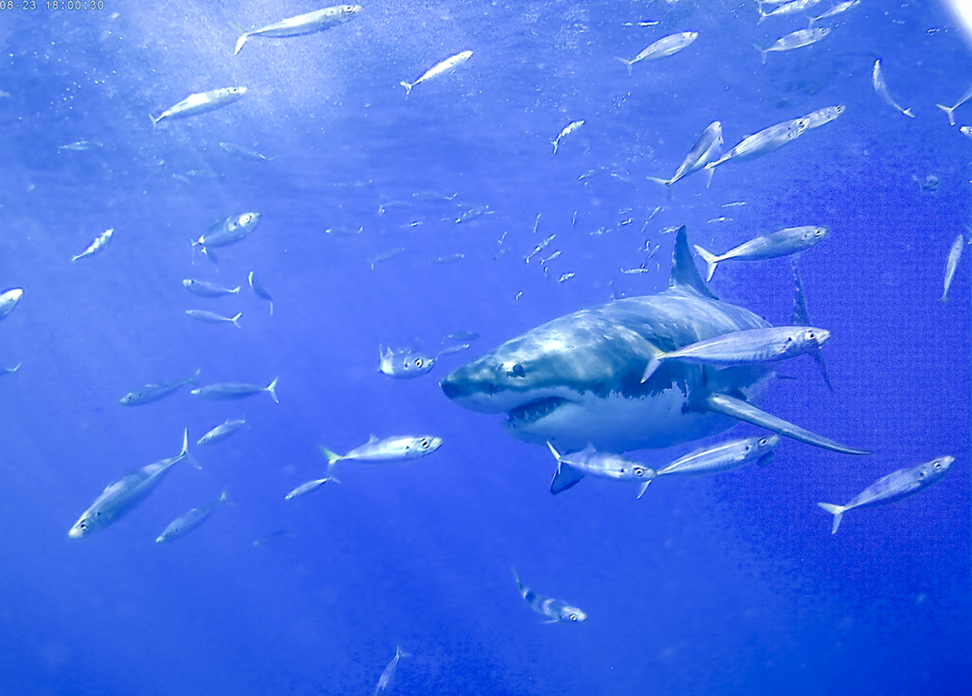 A great white among fish, Photo by Robin Brown