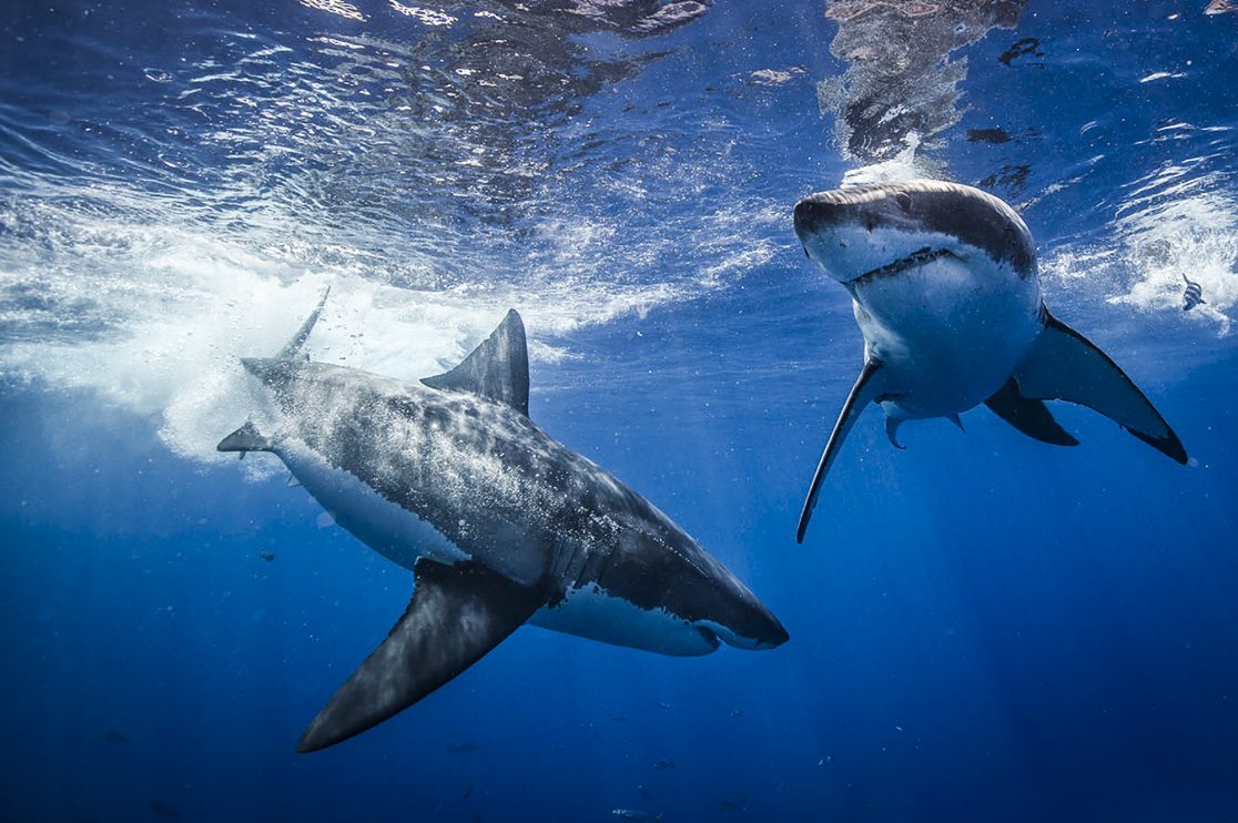 Marine CSI Helps to Identify 16 Great White Sharks in One Trip ...