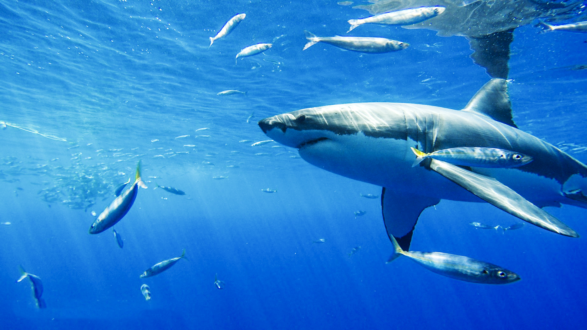 A whitye shark, photo by Louisa Kierman