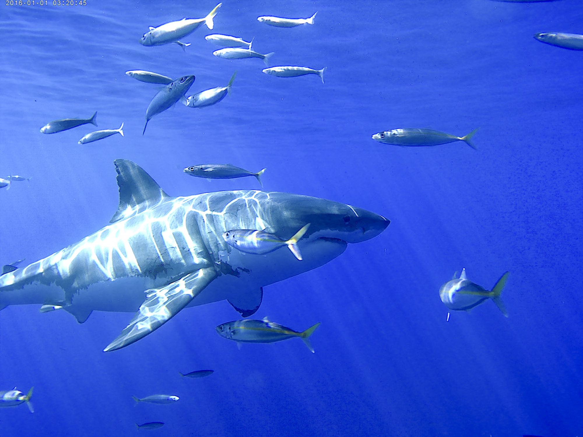 A great white swims just under the surface at Guadalupe