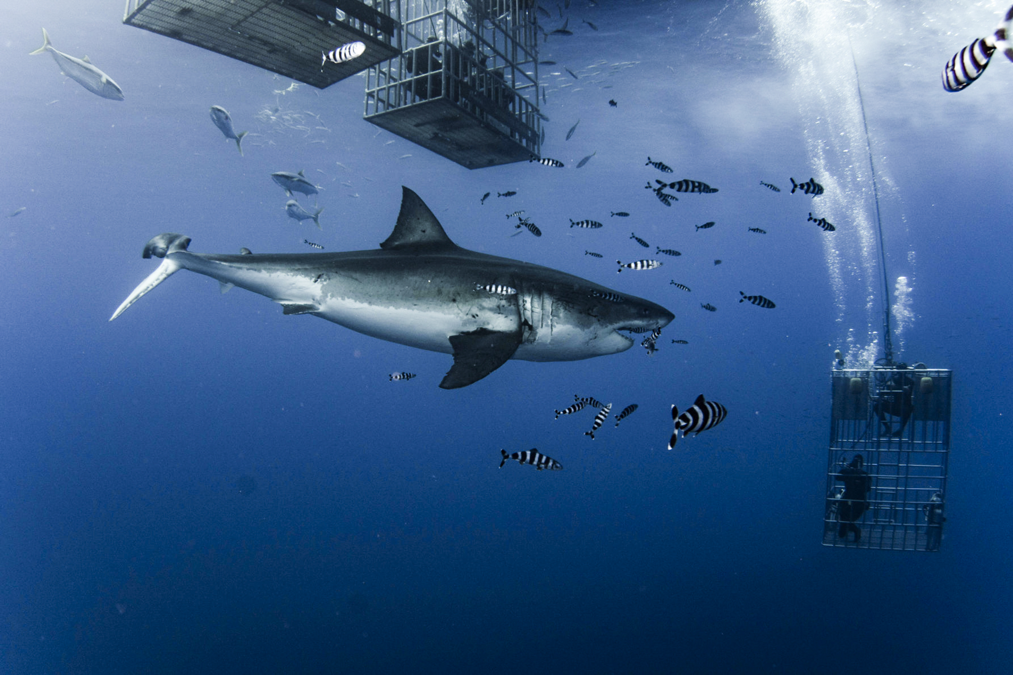 Lucy, a female great white with a broken tail. Photo by divemaster Mirko
