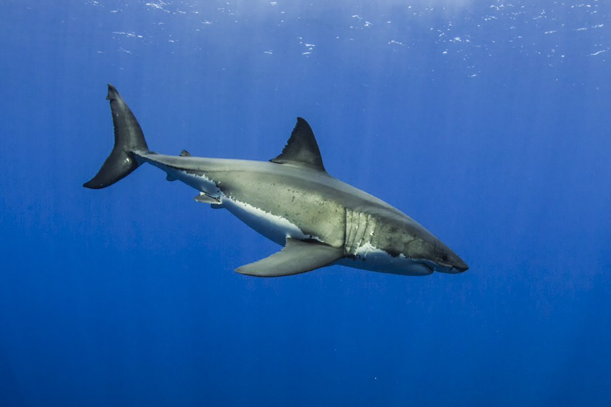 Excellent visibility at Guadalupe allows for great shark photos!