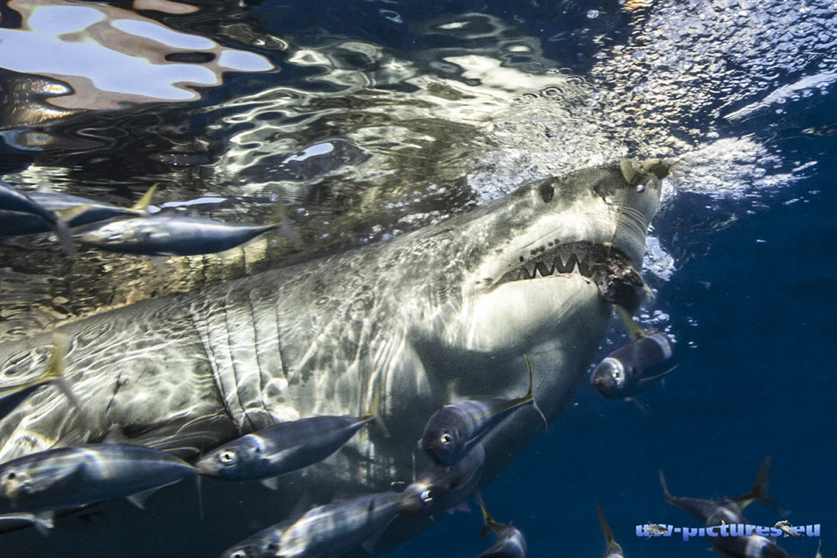 Lurking under the surface! Photo by Herbert Futterknecht