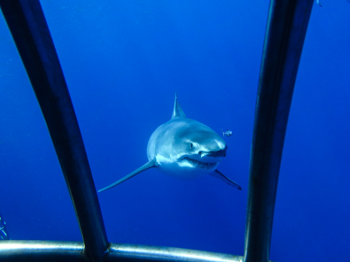 A great white peeks through the cage! Photo by Christine Codner
